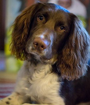 springer spaniel in Kingsley guest house